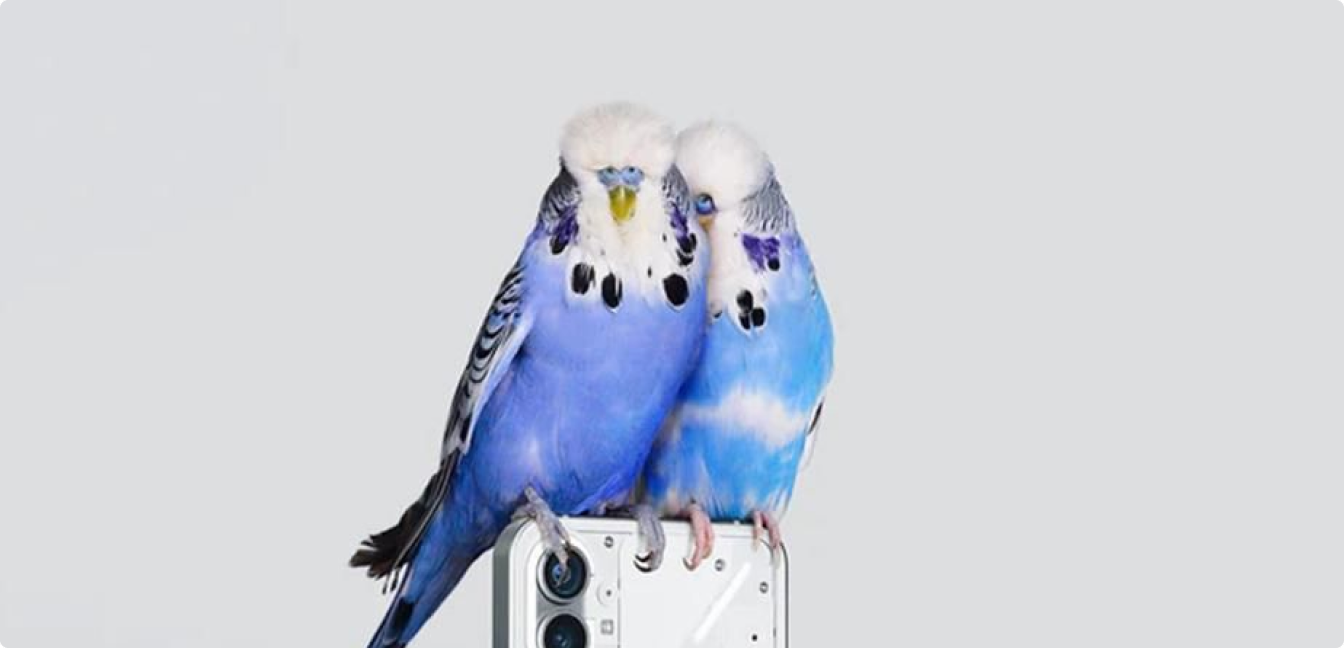 Perrot